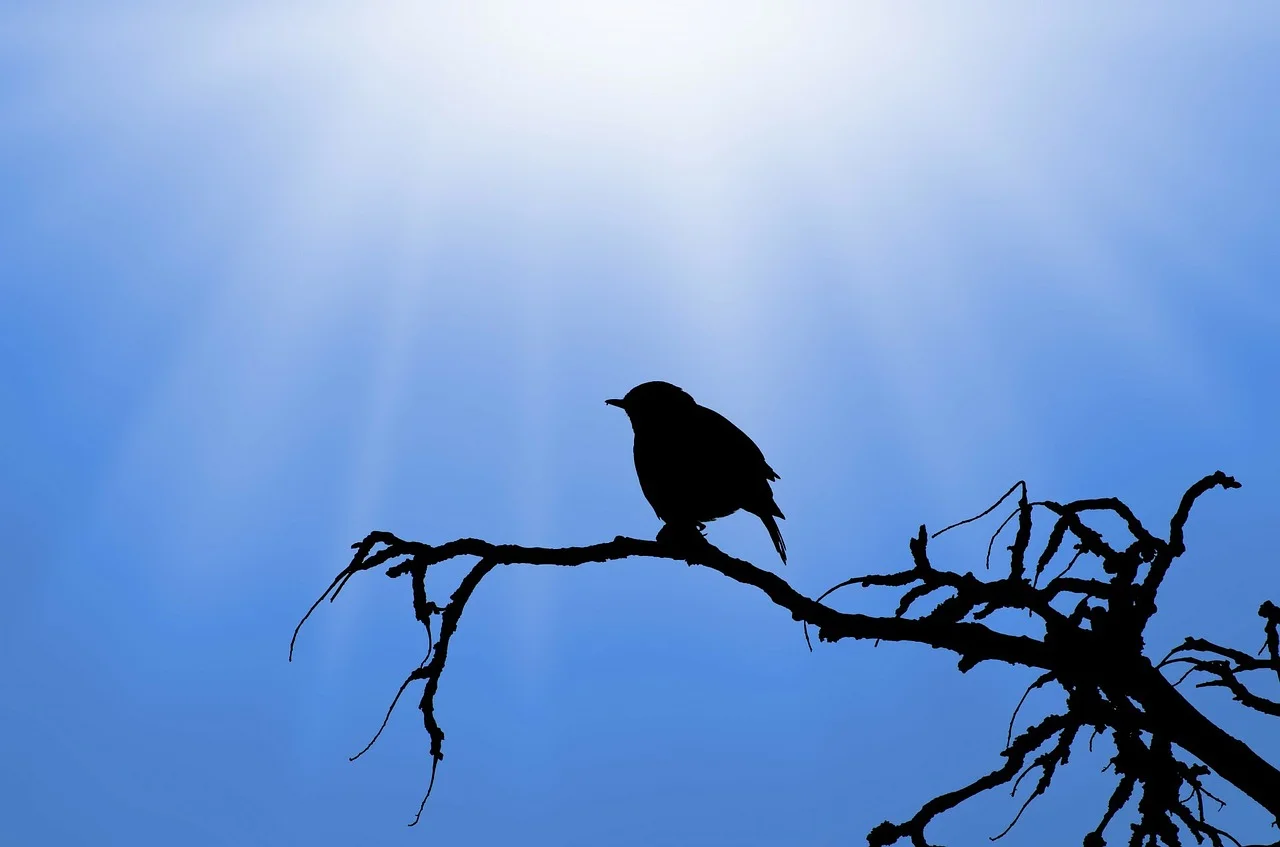 bird-313613_1280.jpg