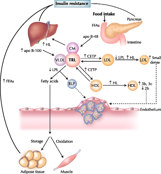 Postprandial-lipoprotein-metabolism-in-diabetes-Insulin-resistance-plays-a-central-role.png
