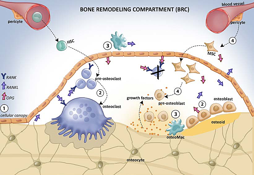 Figure-2-Bone-remodeling-compartment-BCR-1-Osteocytes-communicate-with-the-lining.jpg