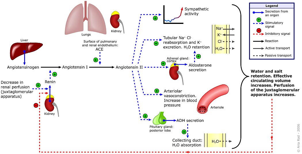 Renin-angiotensin-aldosterone_system-e1497189048805.png
