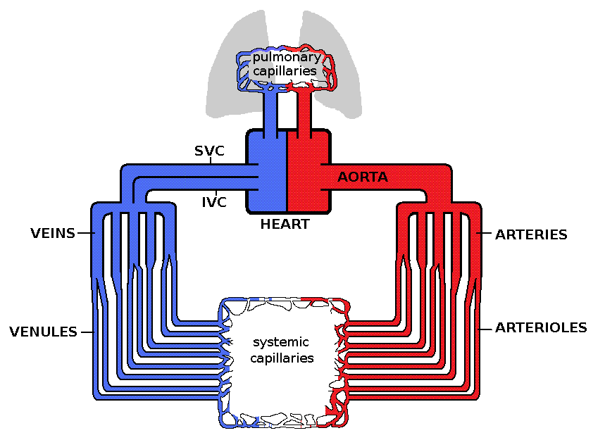 Hemodynamics.gif