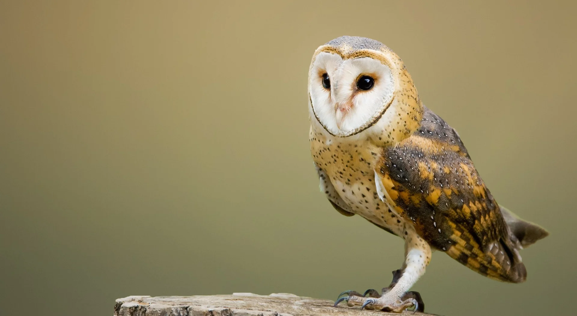 Owl Gerti Tashko M D Gt Health Llc