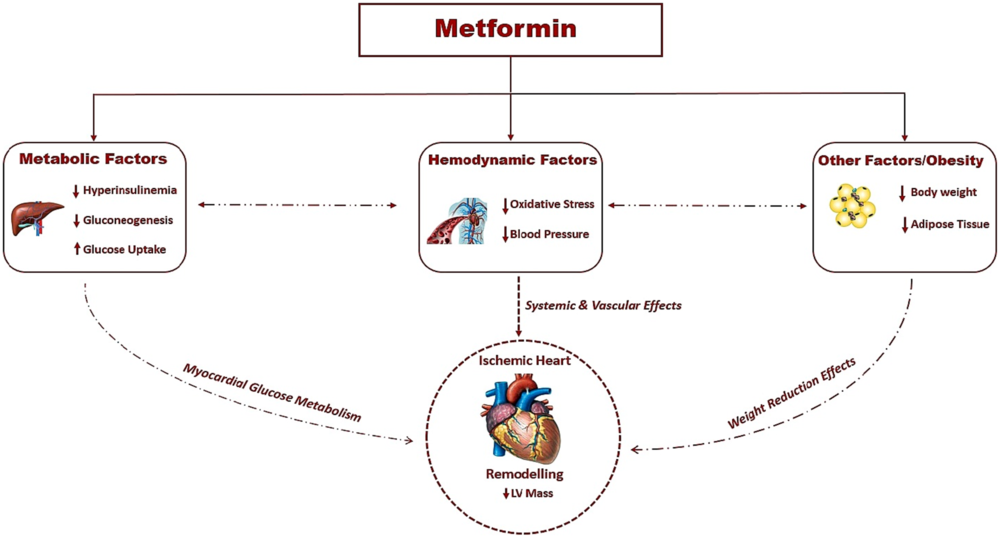 prediabetes metformin)