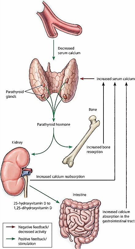 Decreased Parathyroid Hormone Activated Vitamin D And Serum