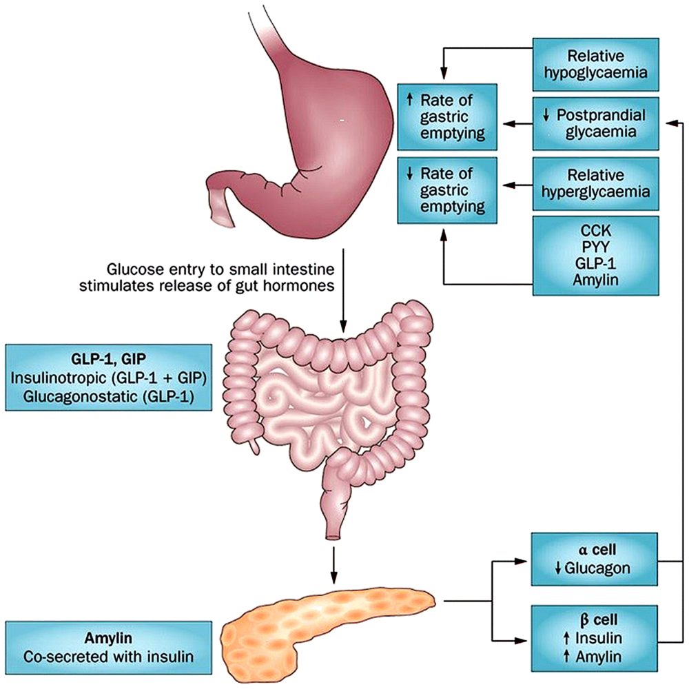 diabetic gastroparesis pathophysiology