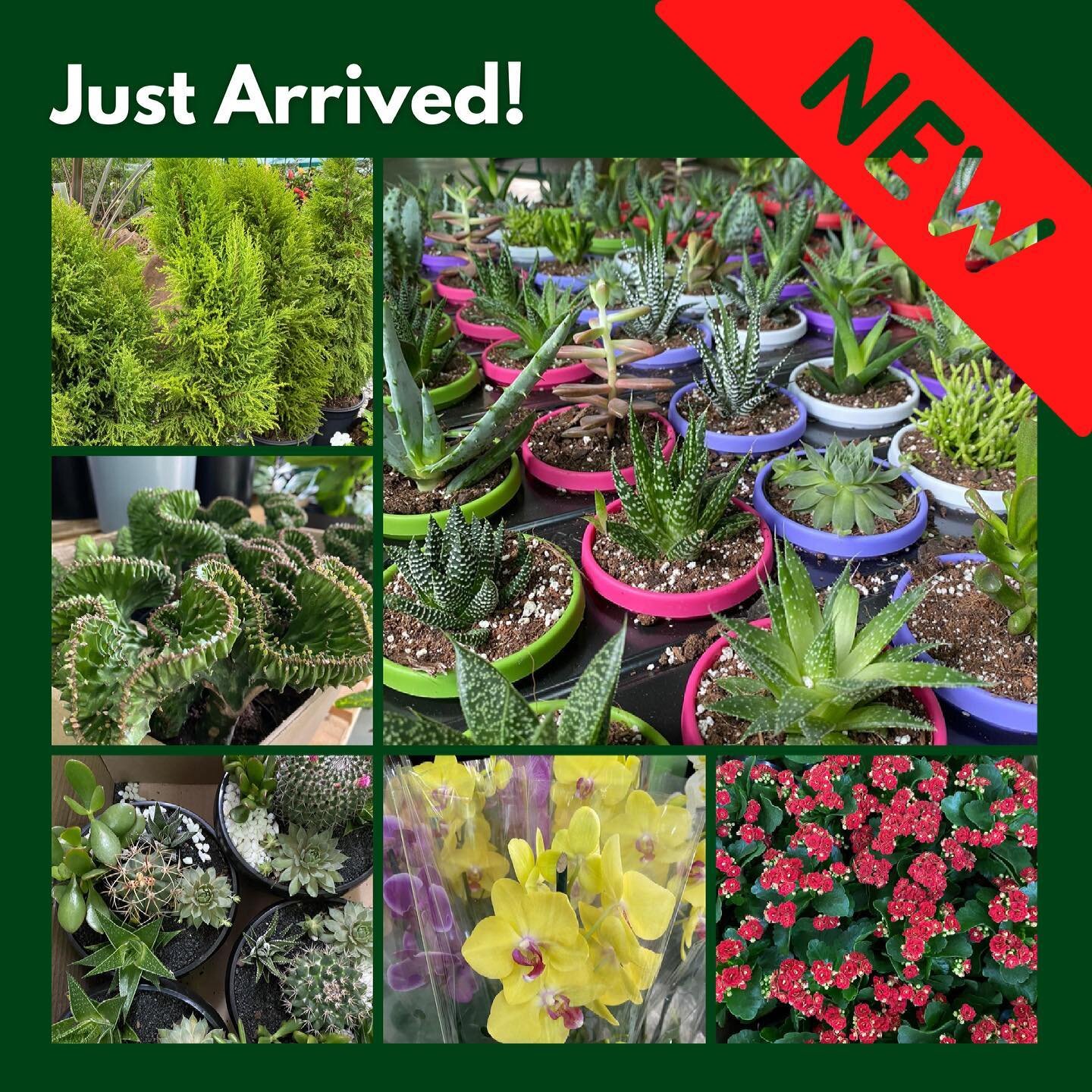 ‼️NEW‼️ have you ever seen such gorgeous plants? Cacti, rare and unique succulents, orchids, colourful flowers, litchi and citrus fruit trees and more! Call / WhatsApp us on +260 96 4916259 for prices or more info now!