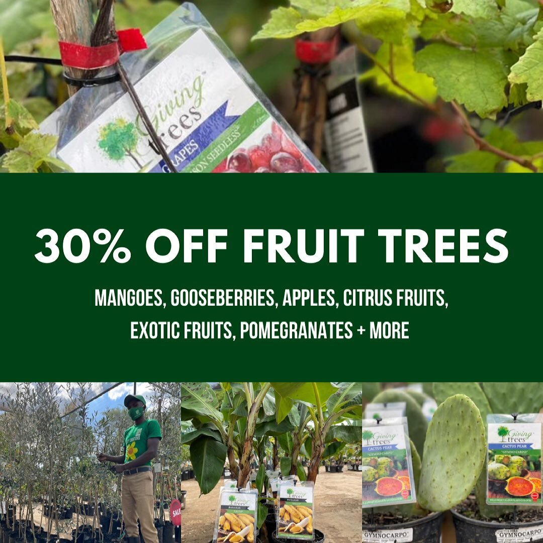 30% OFF FRUIT TREES! Remember to take advantage of this favours offer before it ends! 🍏🍌🍊Call / WhatsApp us on +260 96 4916259 for prices or more info now!