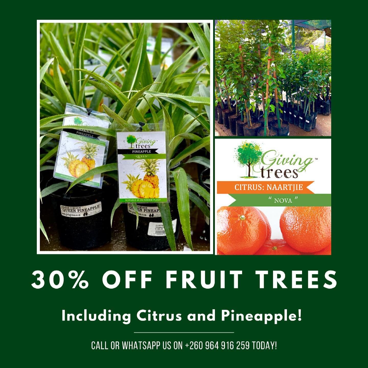 New in Citrus and Pineapple! 🍍🍊 includes citrus such as naartjie nova and lemons too! Also 30% off right now with our limited time fruit tree offer! Call/WhatsApp +260 96 4916259 for prices