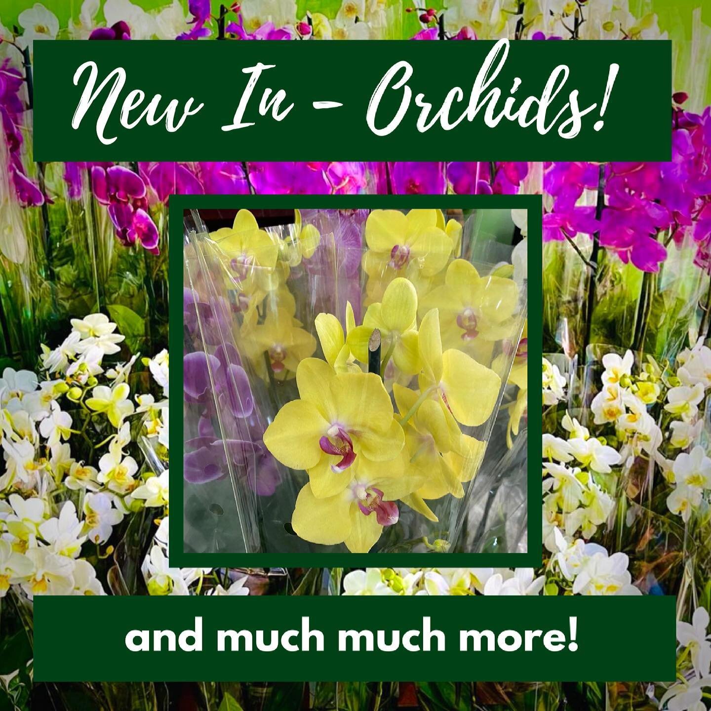 New in Orchids! We have a HUGE range of orchids in new and unique colour ways. Buy now before they&rsquo;re gone! 📞 Call / WhatsApp us now for enquiries 

Prices for orchids:

Orchids prices 
-phalaenopsis 1 stem 12cm K425
-phalaenopsis 2 stem 9cm m