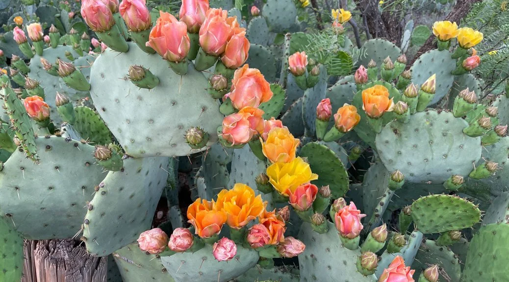 cactus-blooms_cara-jackson-1038x576.jpeg