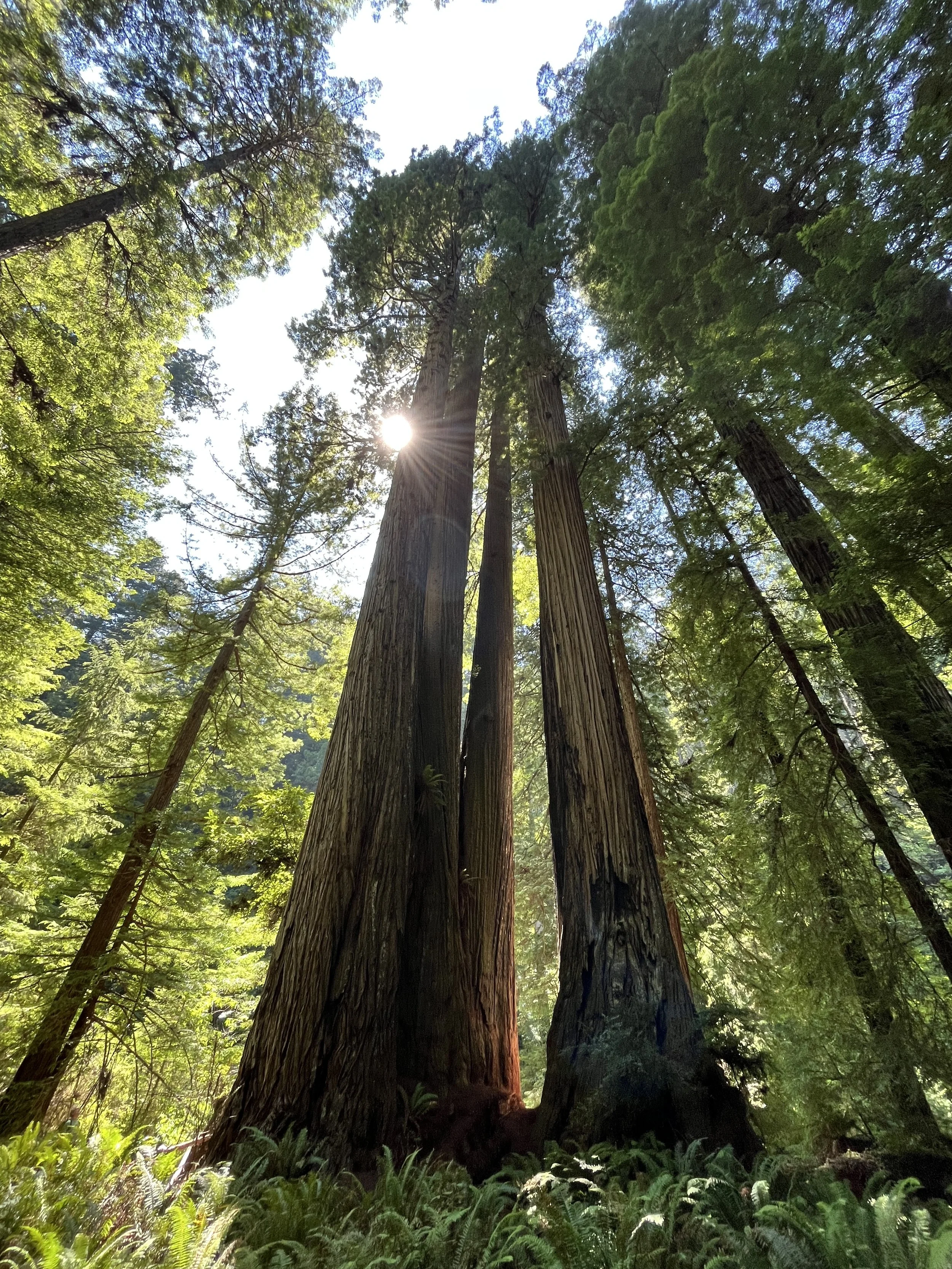 redwood trees for horizontal banner.jpeg