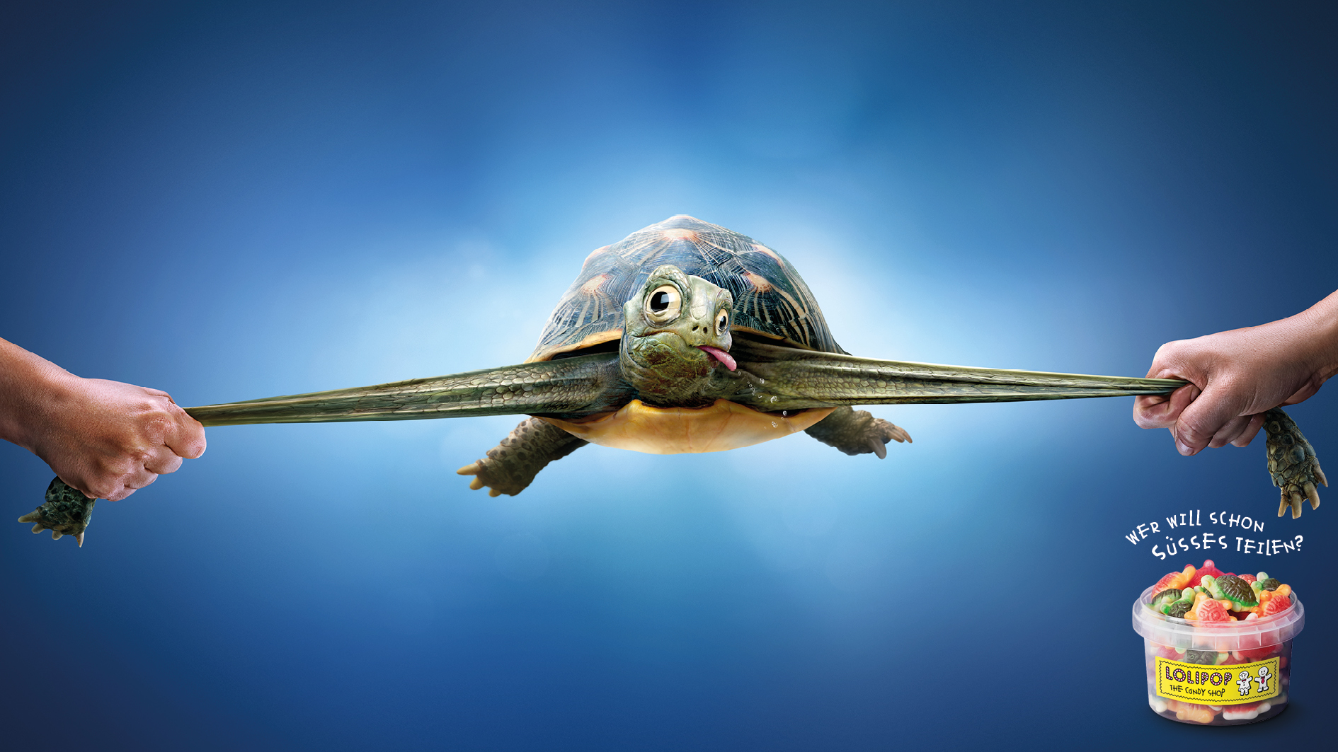 3_Lolipop_turtle.jpg