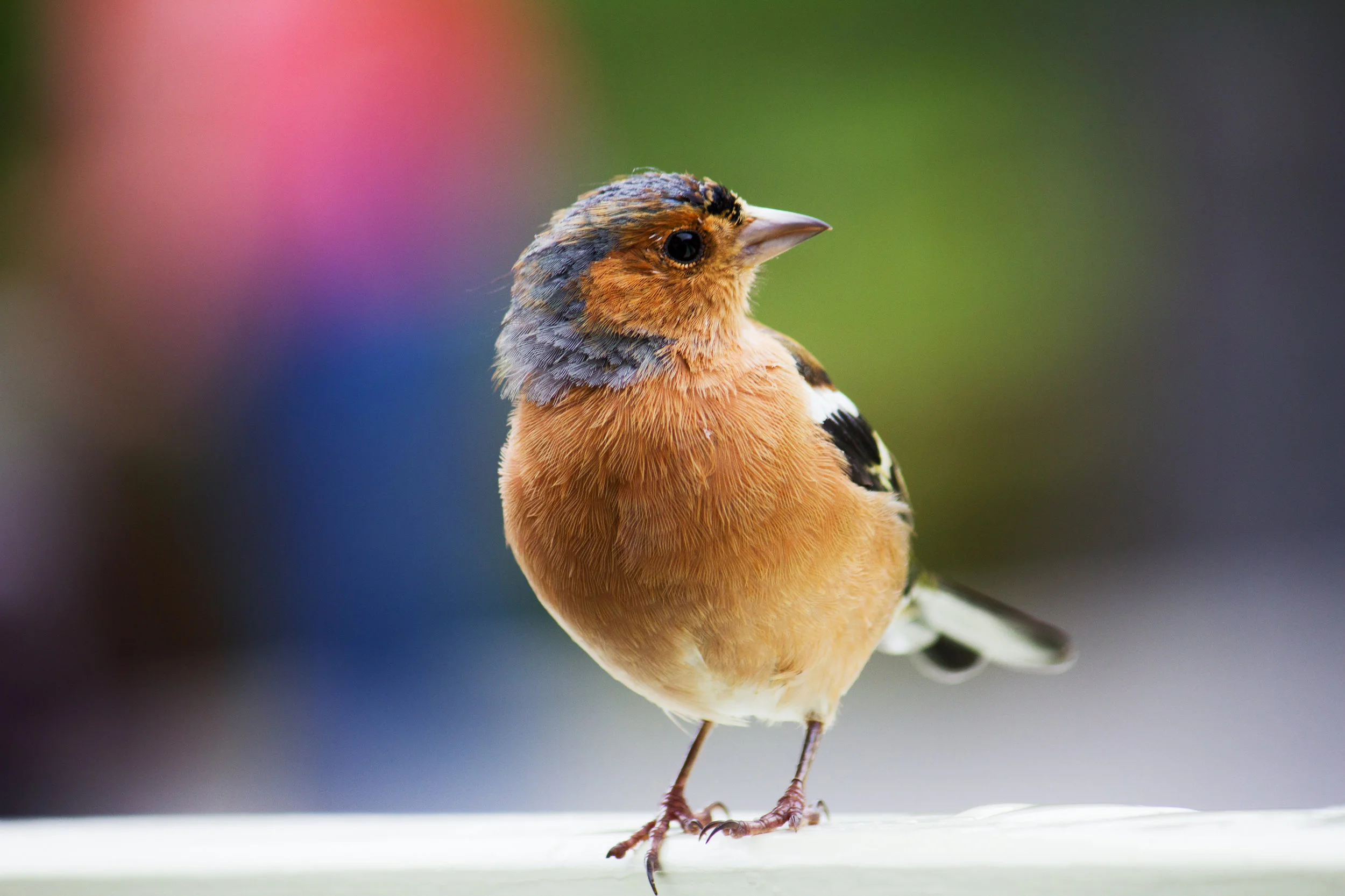 vittorio-zamboni-247131.jpg