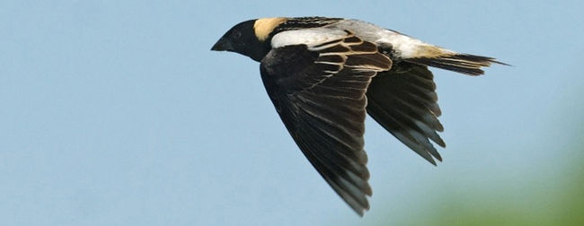 bird-flight-3p.jpg