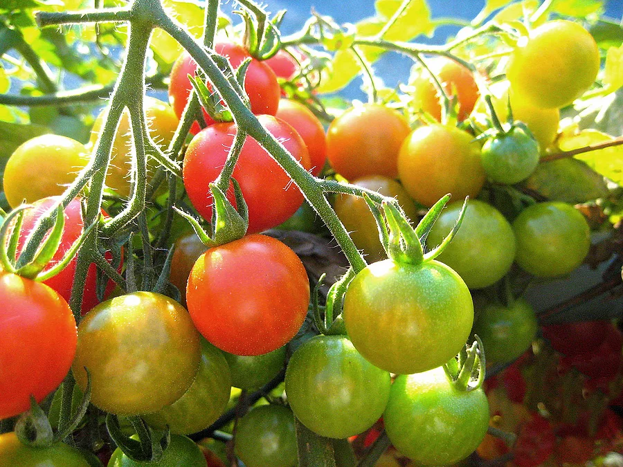 Ripe and Ready for the Picking