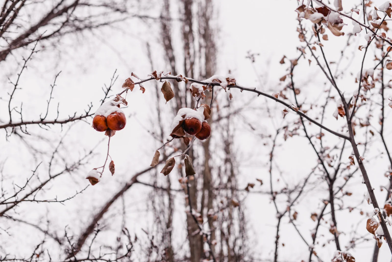 04-snow day-8.jpg