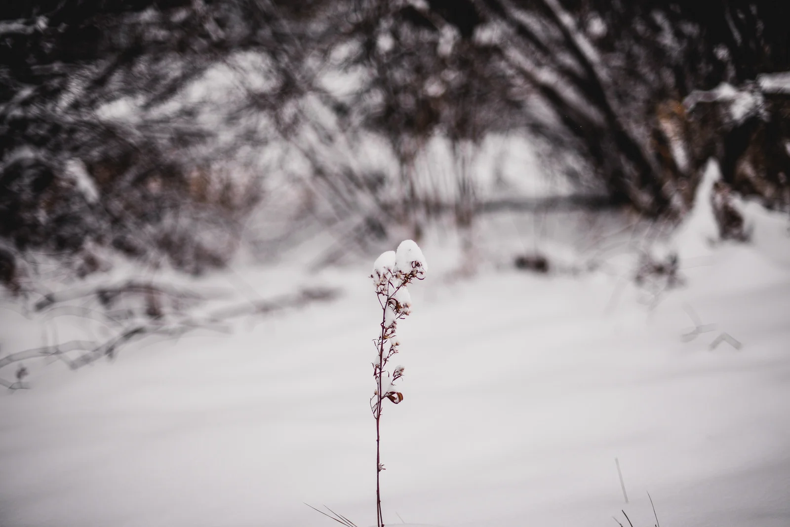 09-snow day-31.jpg
