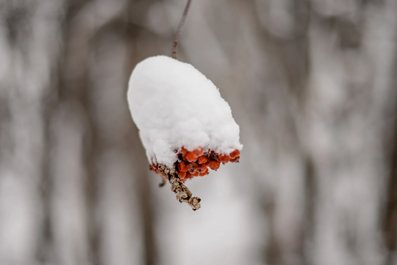 11-snow day-51.jpg