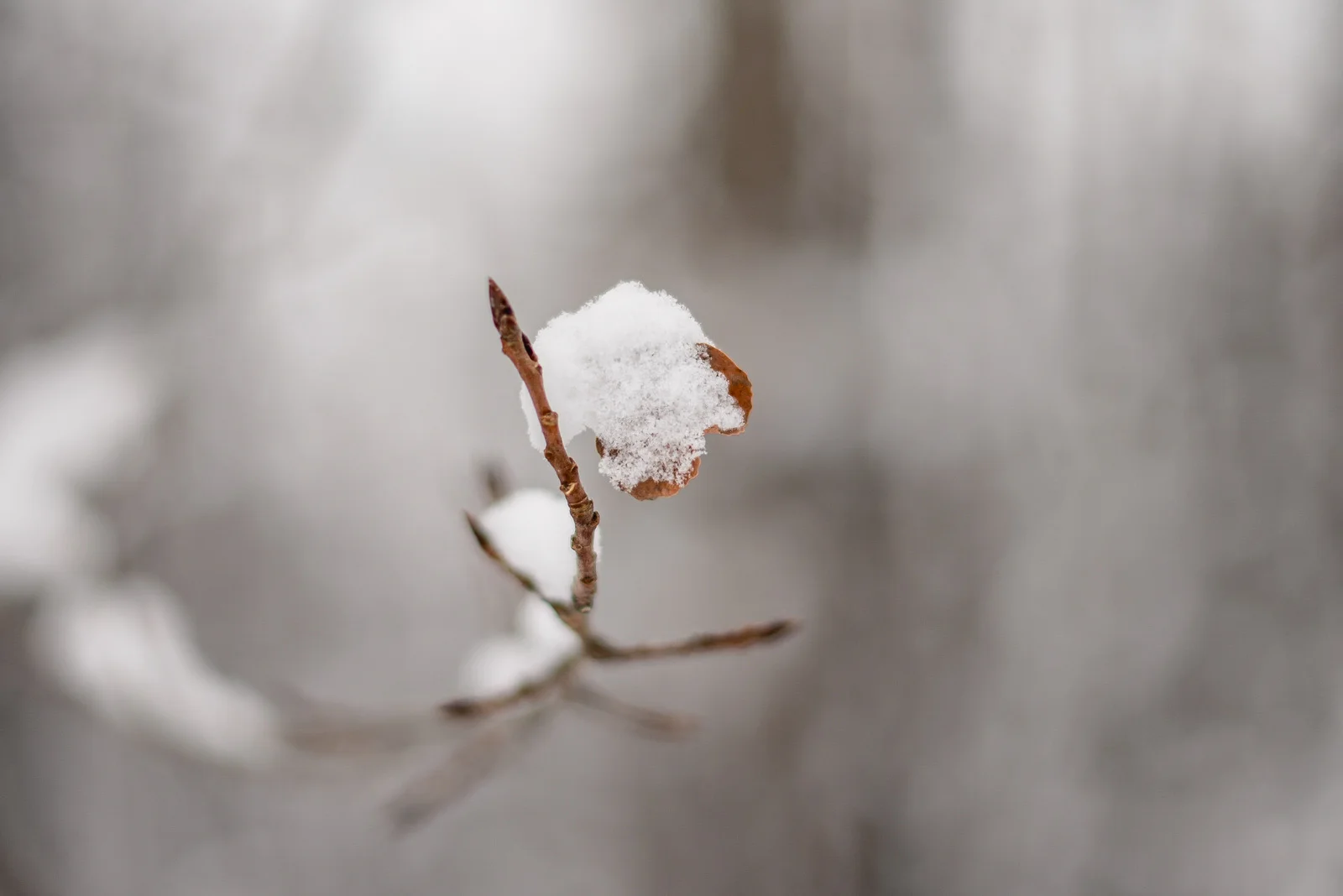 13-snow day-68.jpg