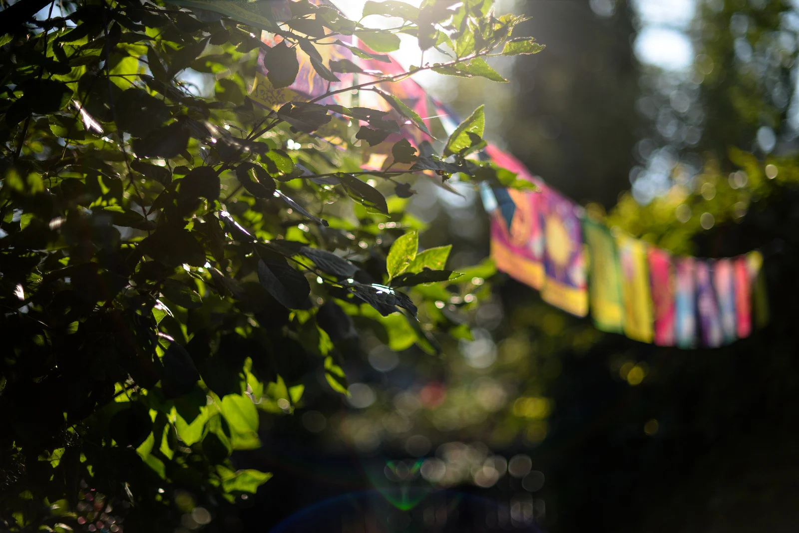 3-july backyard-28.jpg