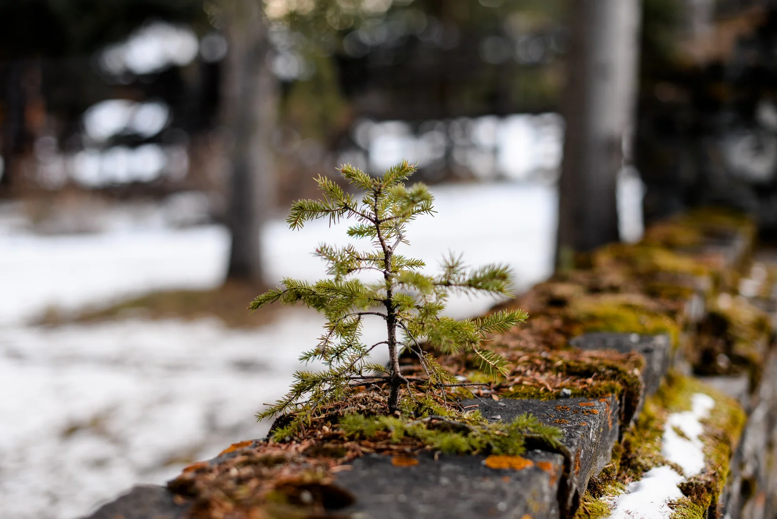 2-Banff November 2018-47.jpg