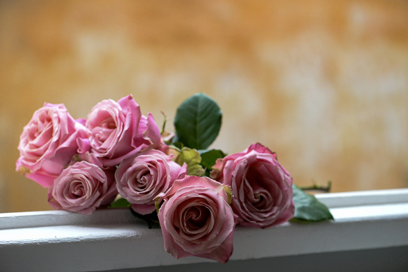 A Look Back, a Windowsill in Rome