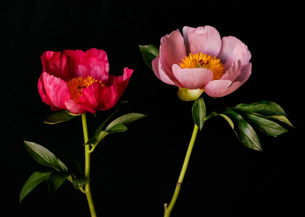 peonies by Shawna Lemay