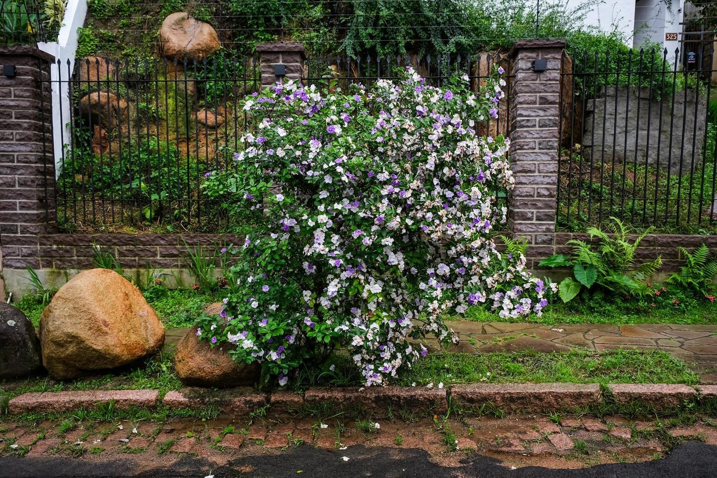 Let&rsquo;s begin with Spring! Porto Alegre, Brazil, September 2023. 

You might remember some reels I posted last year when I was in Brazil. I was taking photos for an amazing project &ldquo;Exchanging Glances&rdquo; for the @ccbc.brca The assignmen