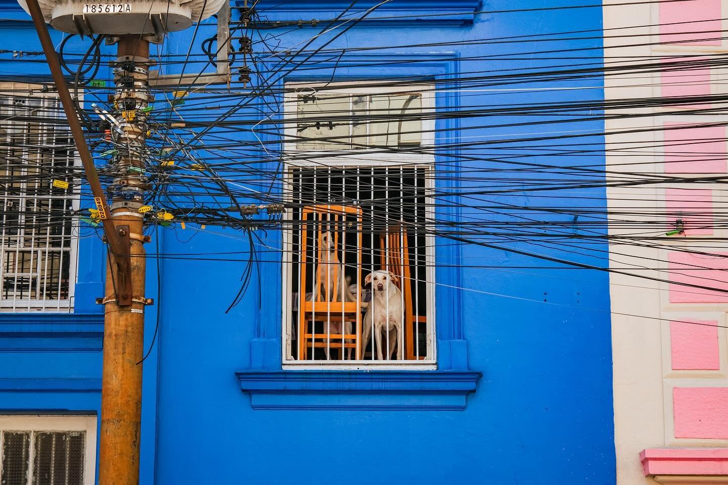 Dogs. Porto Alegre, September 2023. 

See my two previous posts and check out my linktree in bio for the upcoming exhibition. 

Have you ever been to Brazil or is it somewhere you&rsquo;re hoping to visit some day? 

#portoalegre #brazilcanada #brazi