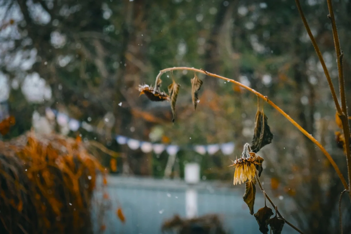 My Prima Donna Rat Hermit Era