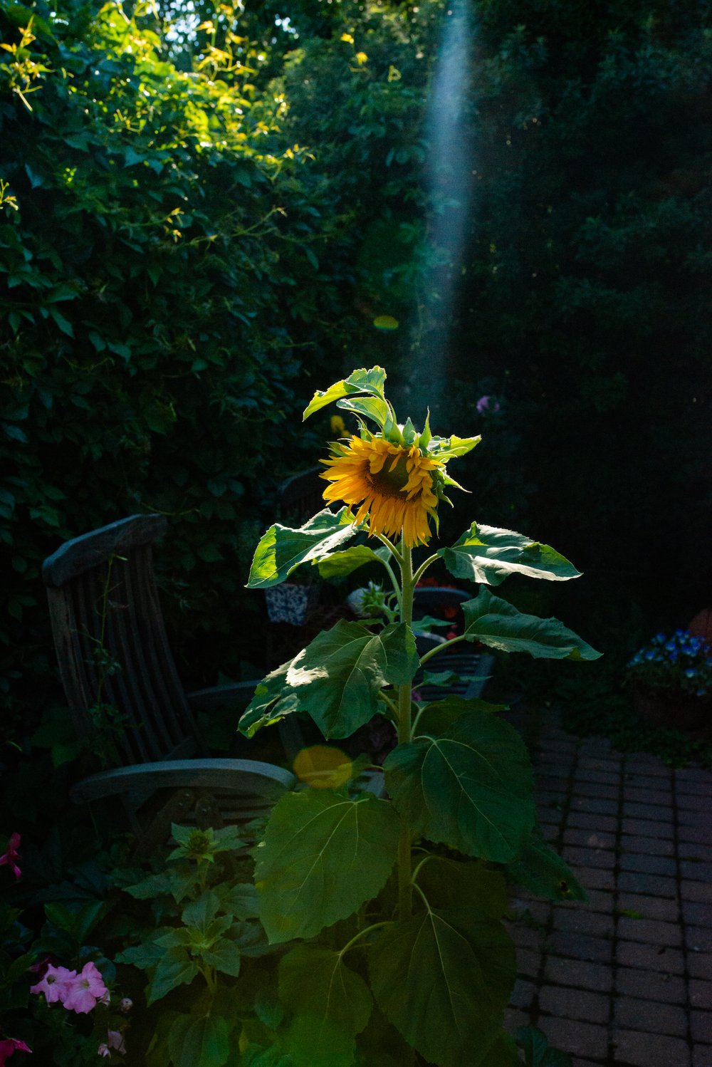 Sunflower in a beam of sunlight in an outdoor setting
