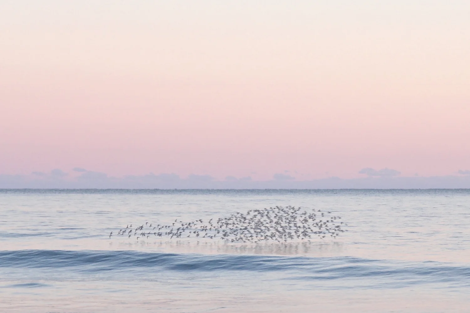 FLOCK