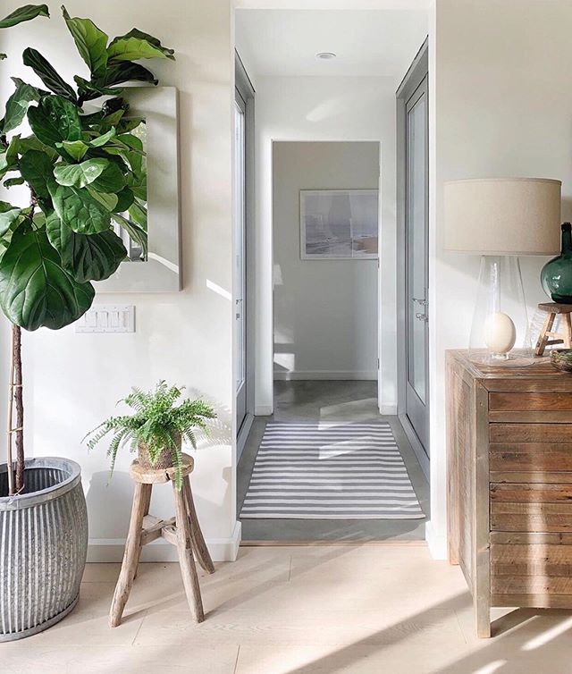 This fiddle leaf fig in @edbdesigns&rsquo; #thelittleglasshouse is stunning 🙌🏼🌿 Mine on the other hand is looking crispy, despite water once a week 🤷🏼&zwj;♀️ Maybe I should just photograph a healthy one, frame it, and call it a day? 
Pictured: &