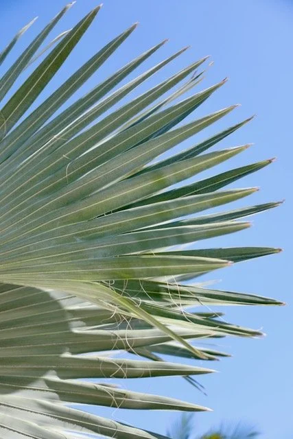 Through the Fronds No. 2 rz.jpeg