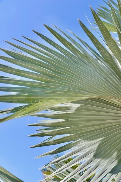 Through the Fronds rz.jpeg