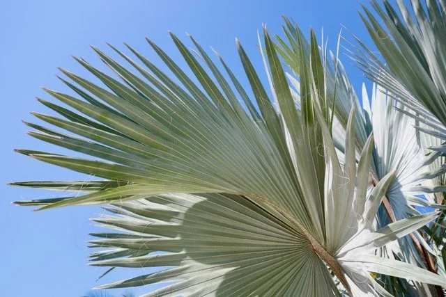 Fronds in High Places rz.jpeg