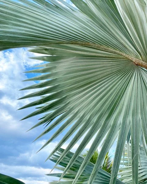 Palms and Fronds rz.jpeg