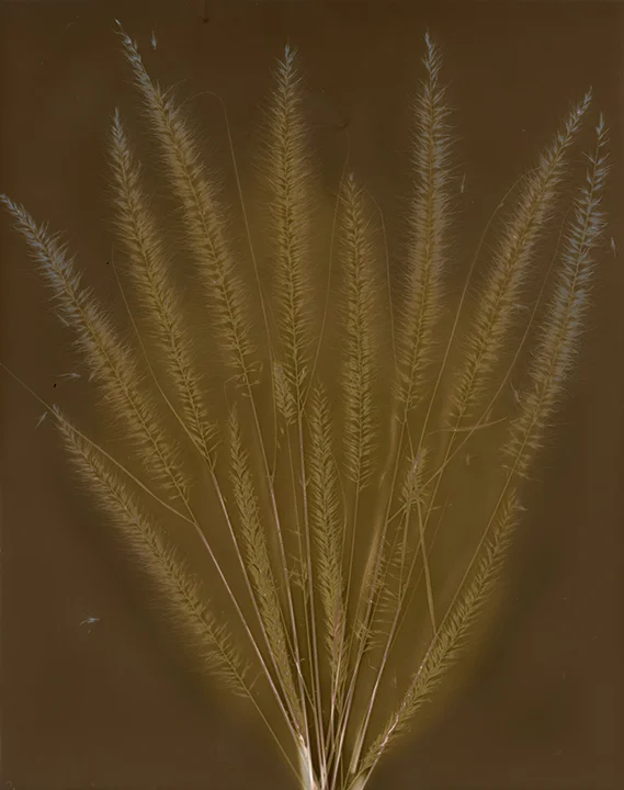 #20 Fountain grass ILford.jpg