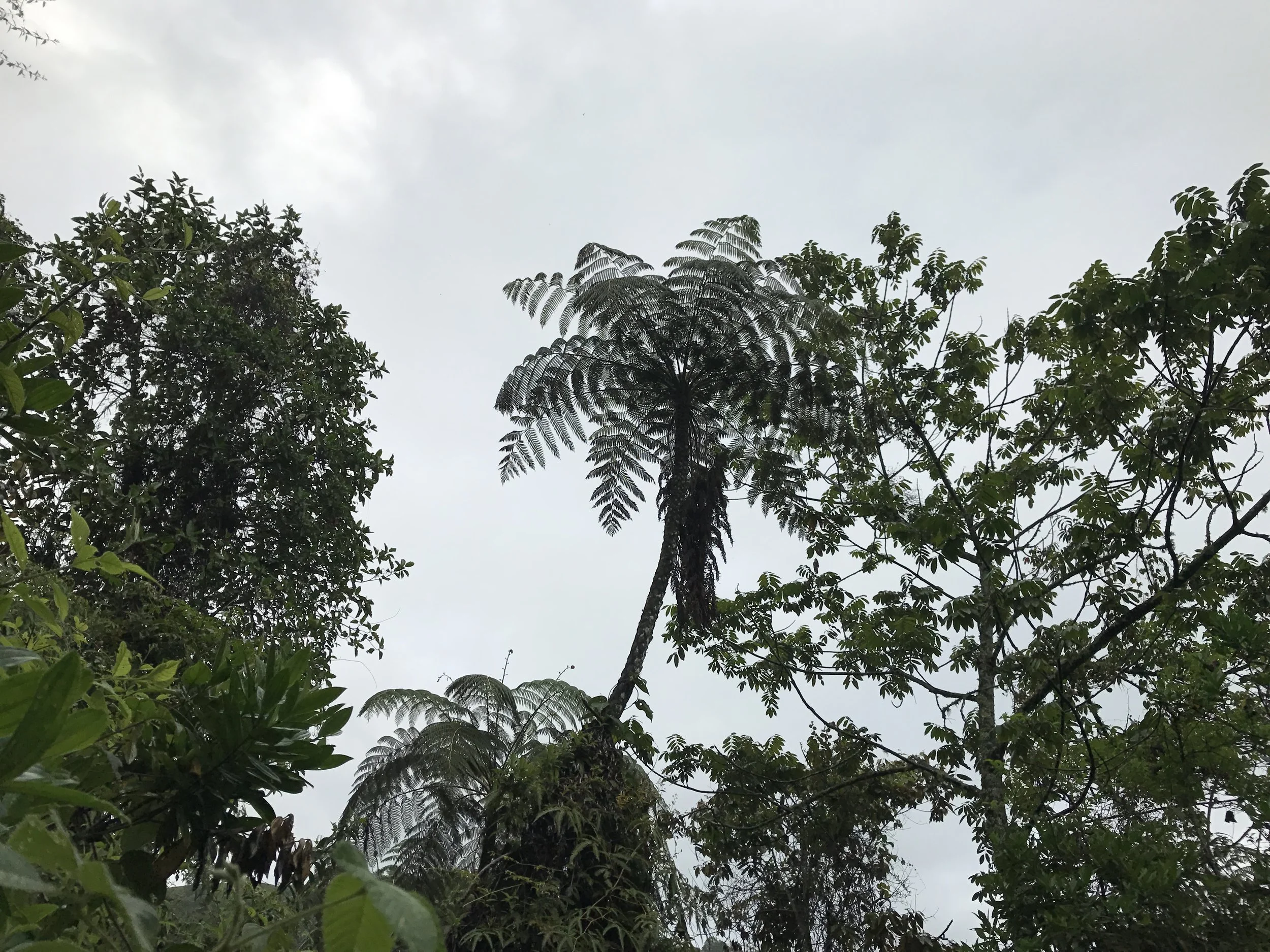 Palm tree from the age of the dinosaurs.
