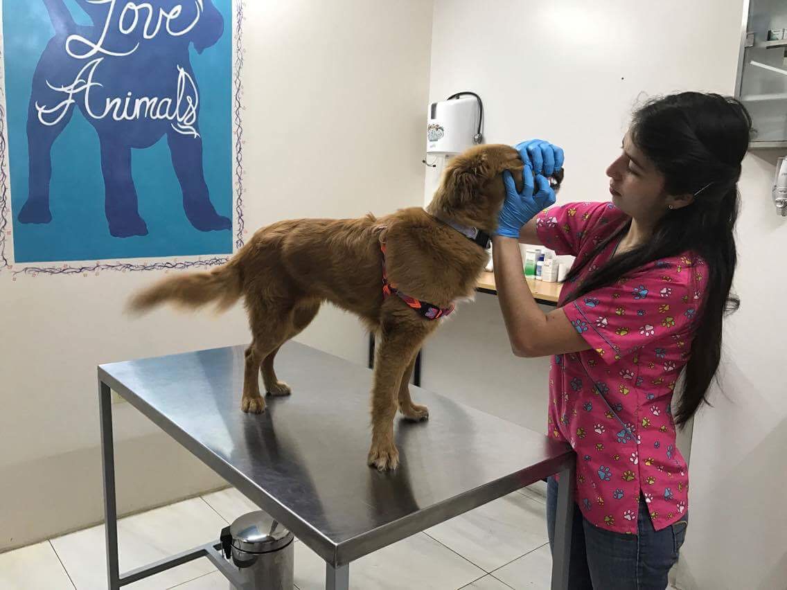 Adri and Jorge Luis have been caring for Sunshine