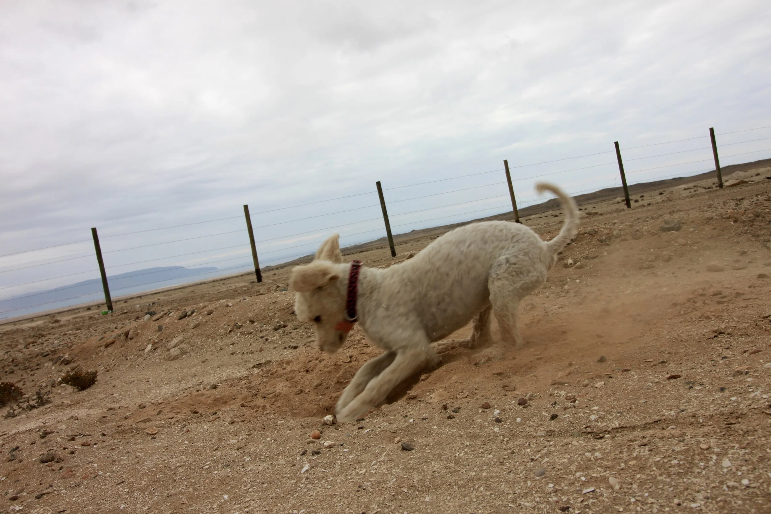 This is me digging for a chicken bone.