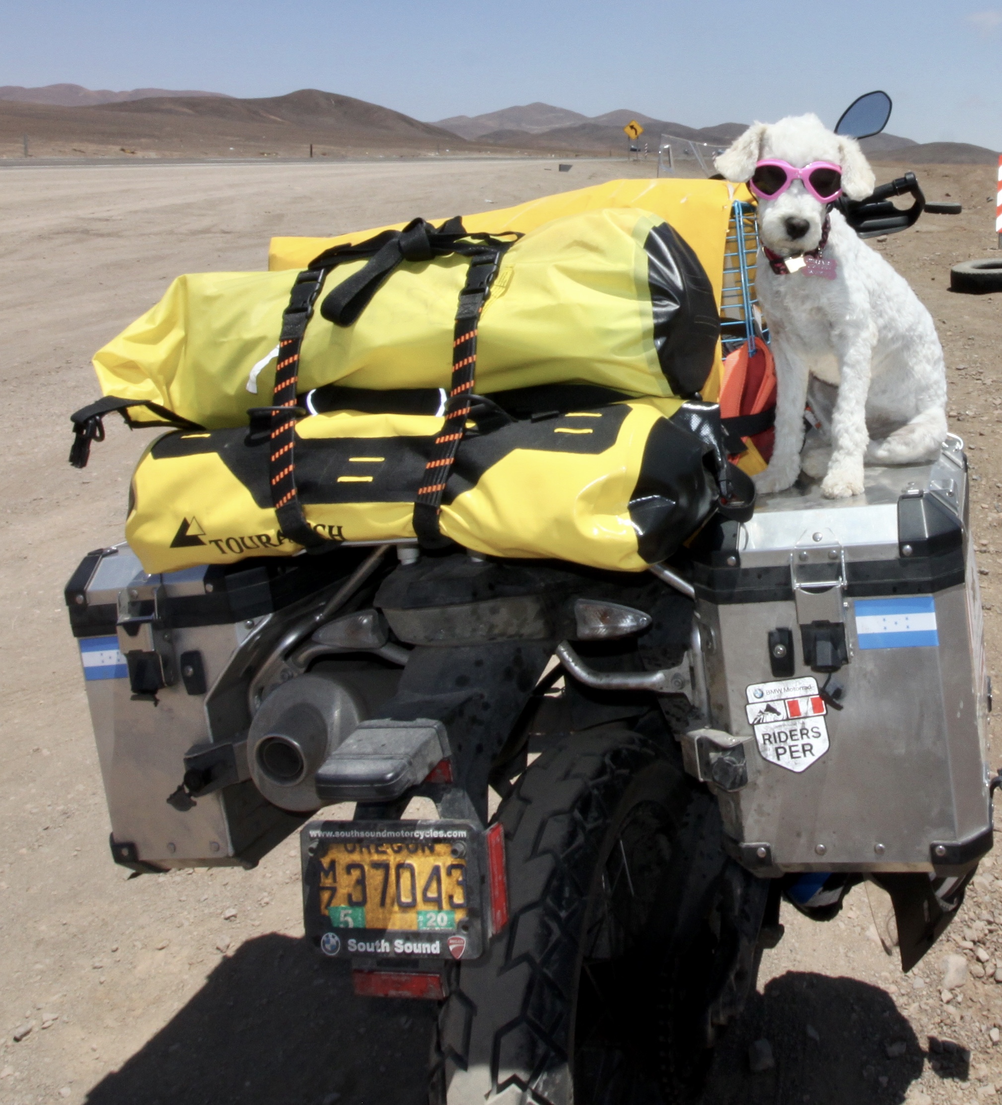 Suri is ready to hit the road and rescue that little dog.