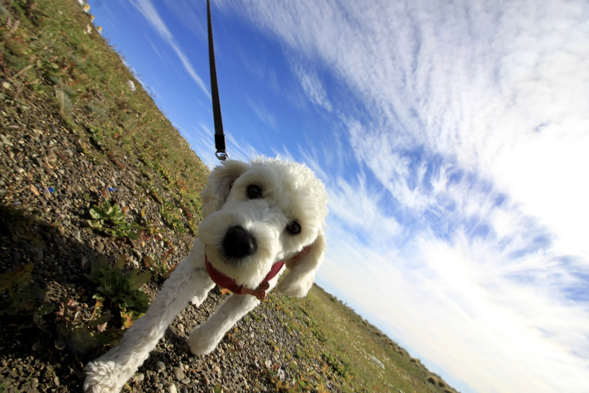 My travel companion and best friend. A daily reminder of why I'm on this journey.