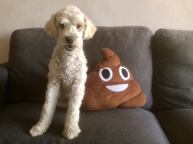 Suri: "Rescue missions make me nervous so I opt for eating garbage when Omar isn't looking. Sometimes that means I'm up all night making messes on the floor. Thankfully, Omar and Ernesto both took excellent care of me."