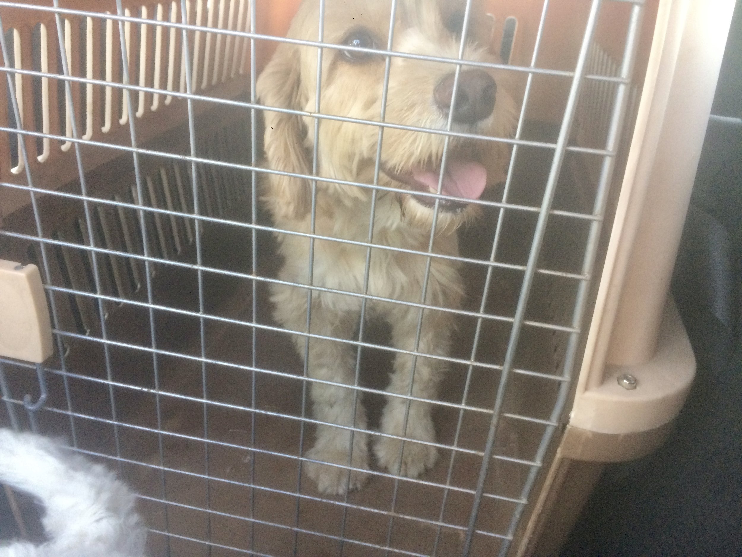 Matty trying her crate for size