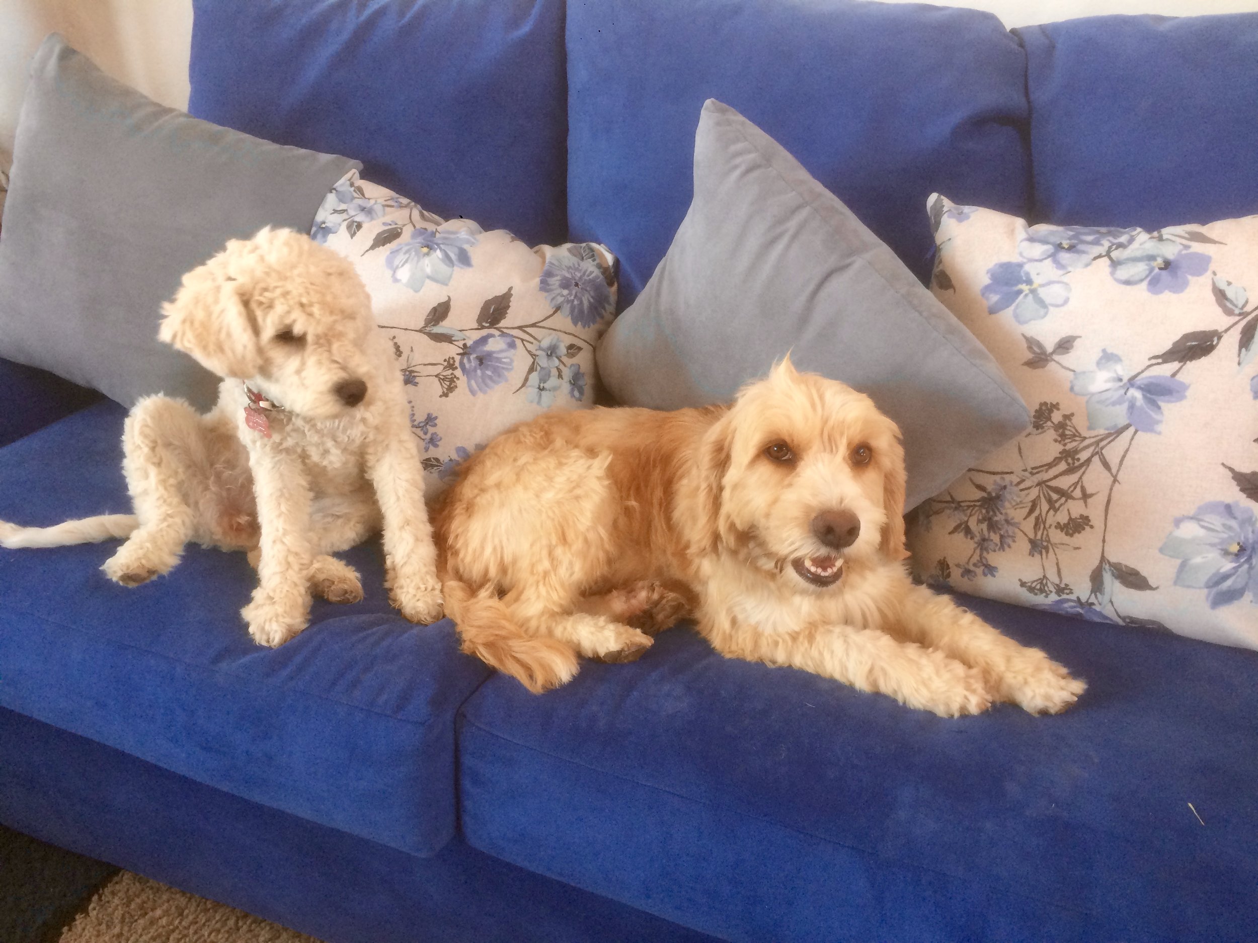 These two became fast sisters. Suri can't help pick on Matty at every chance.