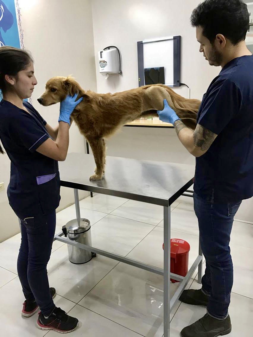 Sunshine doing her physical therapy. She's a champ!
