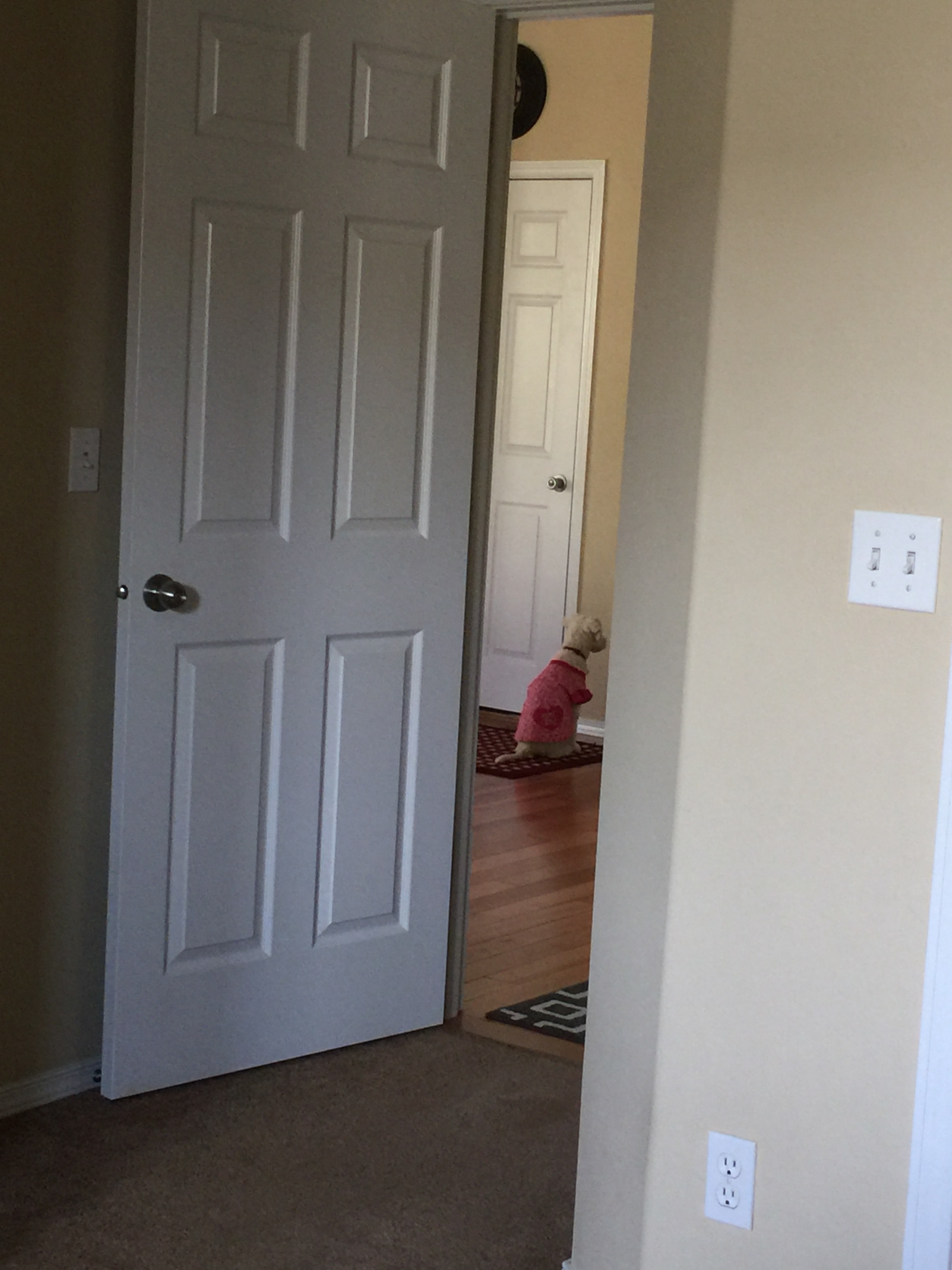 Suri awaiting my return from a short ride.