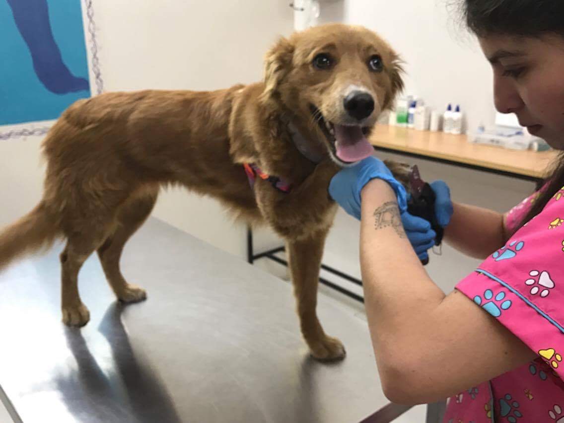 This is Sunshine. I found her in Ecuador. Her leg was in bad shape and had to have surgery. She's waiting for transport from Ecuador to her new home in Portland.