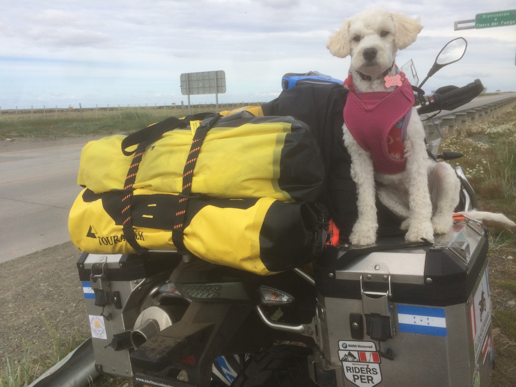 This is Suri while on the road. She traveled with me on the motorcycle to Tierra del Fuego and is now home with us in Portland.